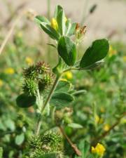 Fotografia da espécie Medicago minima