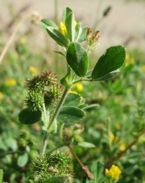 Fotografia 1 da espécie Medicago minima no Jardim Botânico UTAD