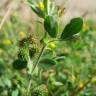 Fotografia 1 da espécie Medicago minima do Jardim Botânico UTAD