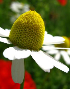 Fotografia 5 da espécie Matricaria recutita no Jardim Botânico UTAD