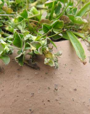 Fotografia 8 da espécie Medicago minima no Jardim Botânico UTAD