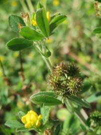 Fotografia da espécie Medicago minima