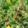 Fotografia 9 da espécie Medicago minima do Jardim Botânico UTAD