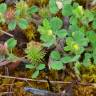 Fotografia 12 da espécie Medicago minima do Jardim Botânico UTAD