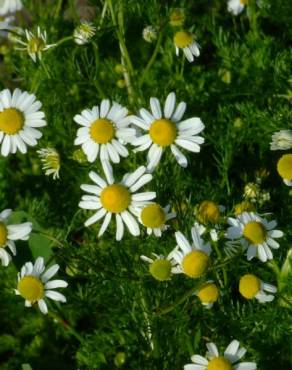 Fotografia 9 da espécie Matricaria recutita no Jardim Botânico UTAD