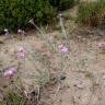 Fotografia 5 da espécie Malcolmia littorea do Jardim Botânico UTAD