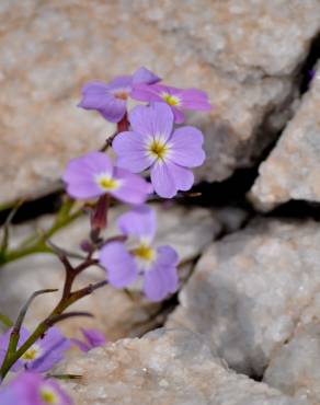 Fotografia 7 da espécie Malcolmia littorea no Jardim Botânico UTAD