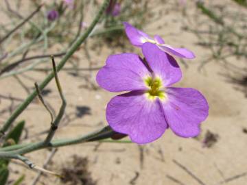 Fotografia da espécie Malcolmia littorea