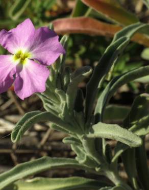 Fotografia 1 da espécie Malcolmia littorea no Jardim Botânico UTAD