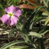 Fotografia 1 da espécie Malcolmia littorea do Jardim Botânico UTAD