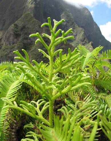 Fotografia de capa Lycopodiella cernua - do Jardim Botânico