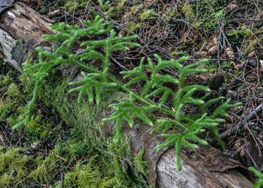 Fotografia da espécie Lycopodium clavatum