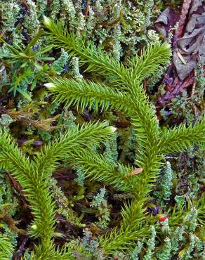 Fotografia 1 da espécie Lycopodium clavatum no Jardim Botânico UTAD