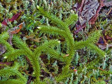 Fotografia da espécie Lycopodium clavatum