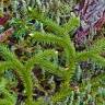 Fotografia 1 da espécie Lycopodium clavatum do Jardim Botânico UTAD