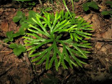 Fotografia da espécie Lycopodium clavatum