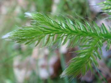 Fotografia da espécie Lycopodium clavatum