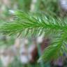 Fotografia 4 da espécie Lycopodium clavatum do Jardim Botânico UTAD