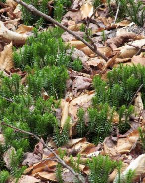 Fotografia 6 da espécie Lycopodium clavatum no Jardim Botânico UTAD