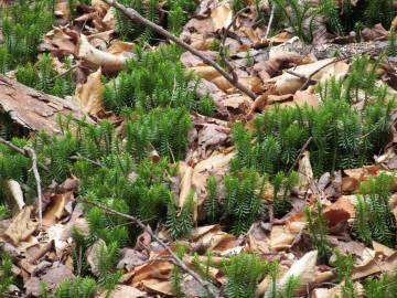 Fotografia da espécie Lycopodium clavatum