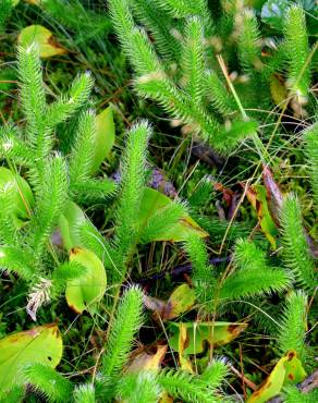 Fotografia 7 da espécie Lycopodium clavatum no Jardim Botânico UTAD