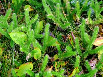 Fotografia da espécie Lycopodium clavatum