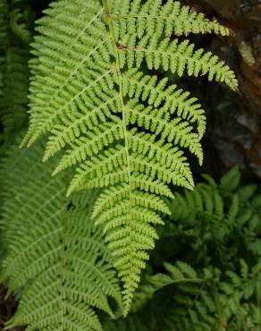 Fotografia 2 da espécie Dryopteris expansa no Jardim Botânico UTAD