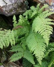 Fotografia da espécie Dryopteris expansa