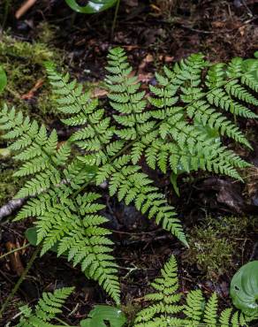 Fotografia 3 da espécie Dryopteris expansa no Jardim Botânico UTAD