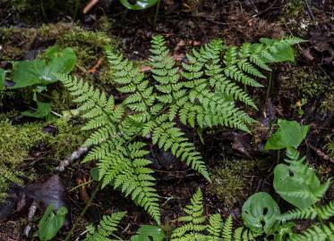 Fotografia da espécie Dryopteris expansa