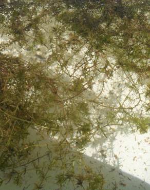 Fotografia 1 da espécie Elodea canadensis no Jardim Botânico UTAD