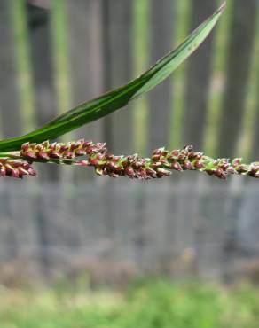 Fotografia 3 da espécie Echinochloa colona no Jardim Botânico UTAD