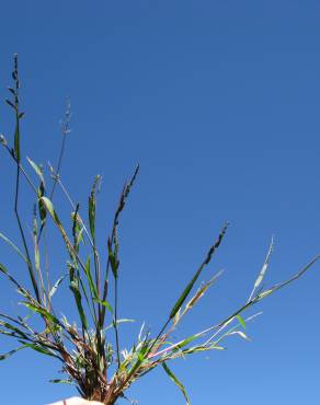 Fotografia 4 da espécie Echinochloa colona no Jardim Botânico UTAD