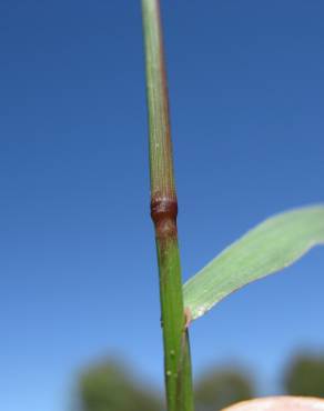 Fotografia 5 da espécie Echinochloa colona no Jardim Botânico UTAD