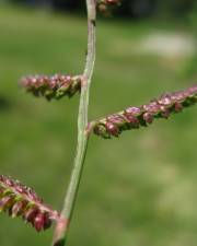 Fotografia da espécie Echinochloa colona