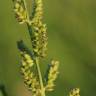 Fotografia 6 da espécie Echinochloa colona do Jardim Botânico UTAD