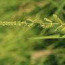 Fotografia 7 da espécie Echinochloa colona do Jardim Botânico UTAD