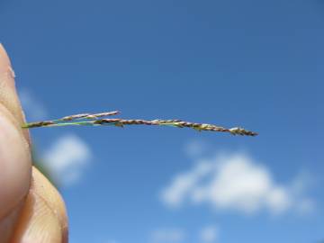 Fotografia da espécie Eragrostis pilosa