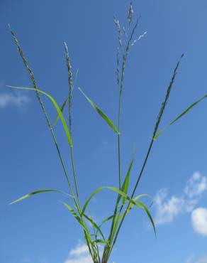 Fotografia 1 da espécie Eragrostis pilosa no Jardim Botânico UTAD