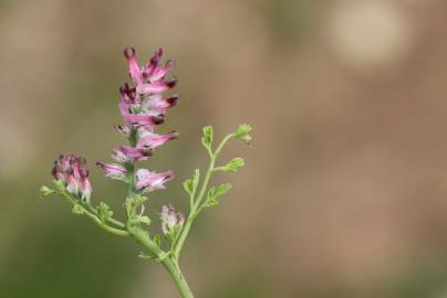 Fotografia da espécie Fumaria densiflora