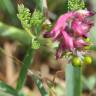 Fotografia 5 da espécie Fumaria densiflora do Jardim Botânico UTAD