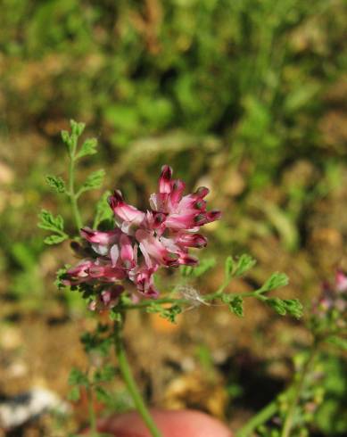 Fotografia de capa Fumaria densiflora - do Jardim Botânico