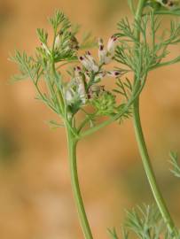 Fotografia da espécie Fumaria parviflora