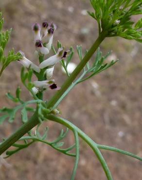 Fotografia 6 da espécie Fumaria parviflora no Jardim Botânico UTAD