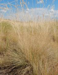 Festuca ovina