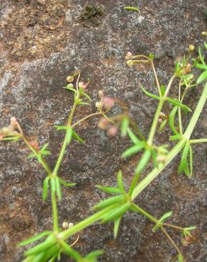 Fotografia 3 da espécie Galium divaricatum no Jardim Botânico UTAD