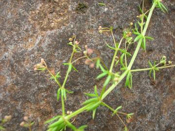 Fotografia da espécie Galium divaricatum