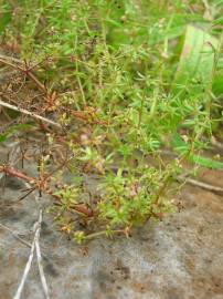 Fotografia da espécie Galium divaricatum