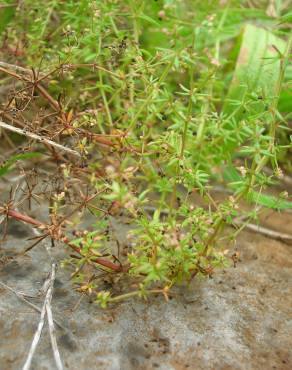 Fotografia 4 da espécie Galium divaricatum no Jardim Botânico UTAD