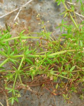 Fotografia 5 da espécie Galium divaricatum no Jardim Botânico UTAD